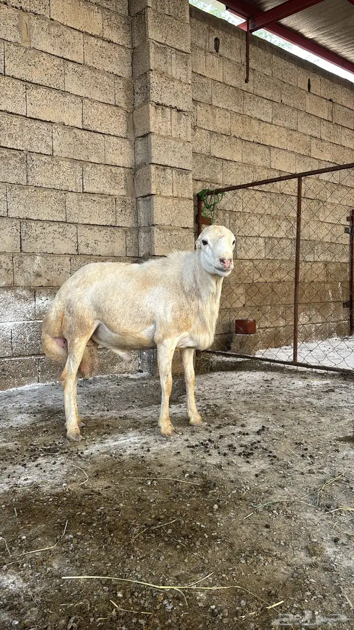 خروف فحل العمر رباع 0