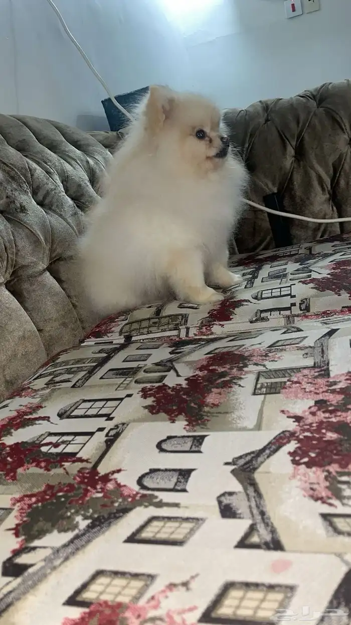 للبيع ذكر بومرنيان 1