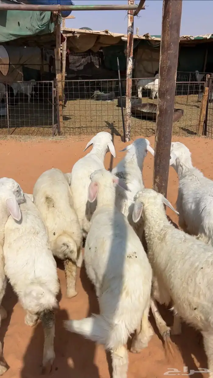 بهم حريات نظيف وبري 5