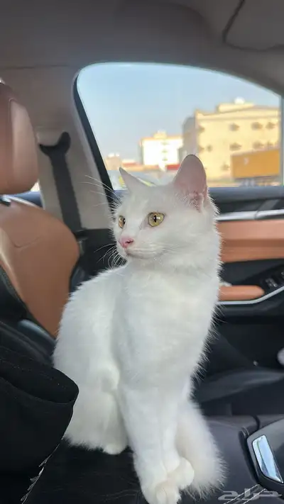 قطة للتبني index