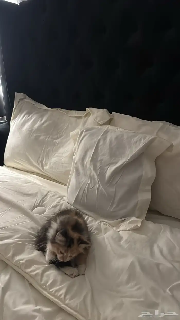 قطو للتبني 2