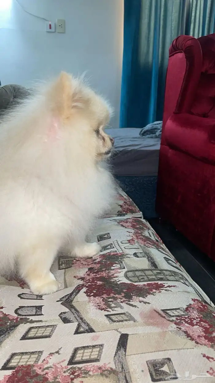 للبيع ذكر بومرنيان 0