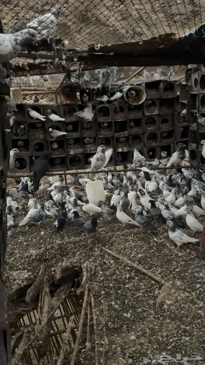 حمام للبيع 0