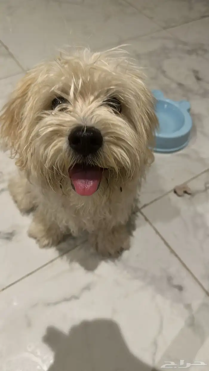 فندقة كلاب 1