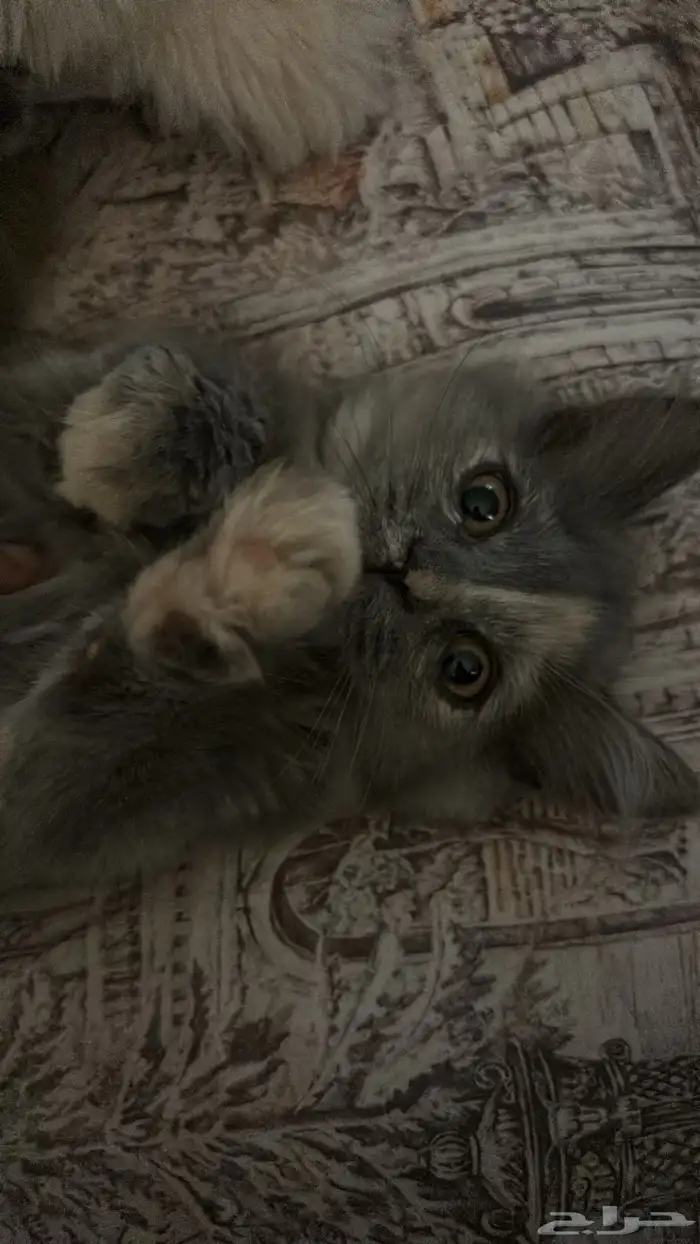 قطه انثى عمرها سنه رمادية 3