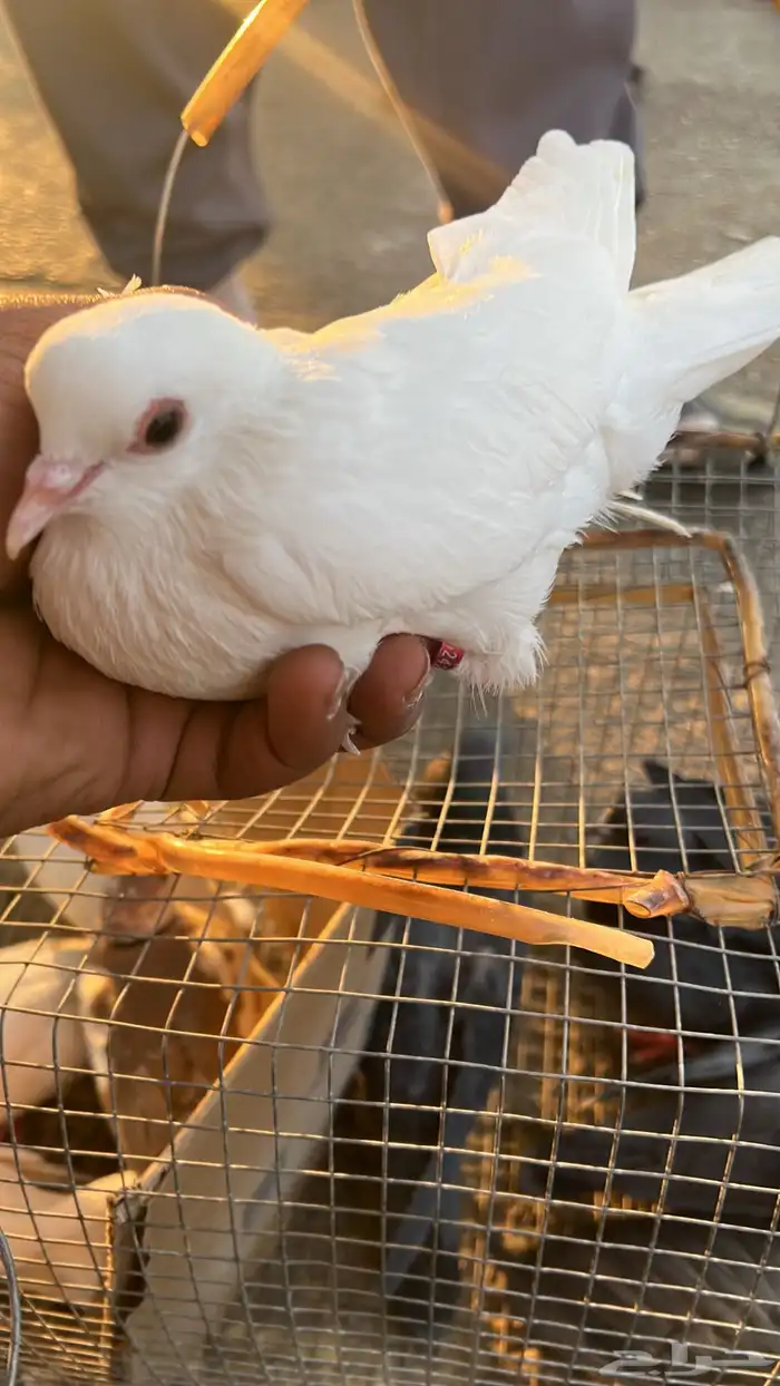 للبيع 3 اجواز صنعاوي شرط انتاج وصوت وكلهن معهن فراخه 0