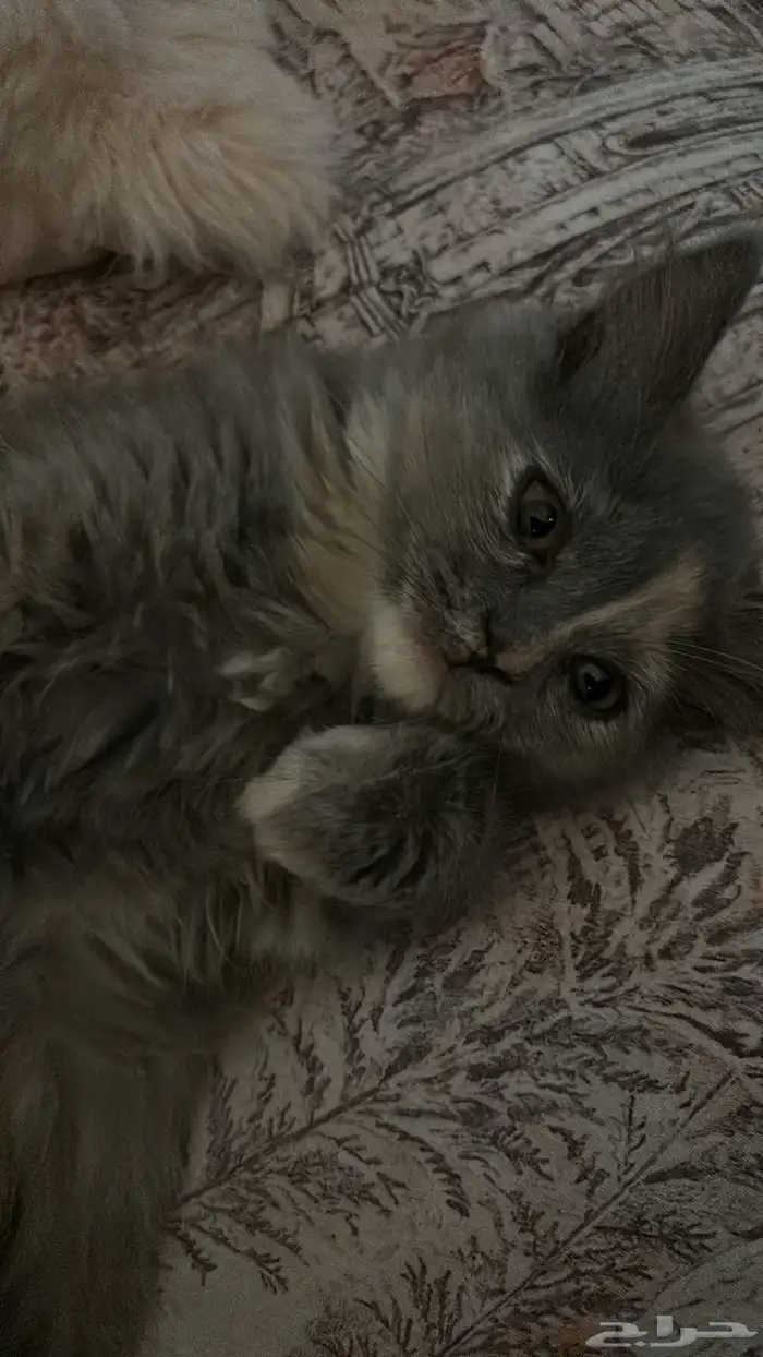 قطه انثى عمرها سنه رمادية 4