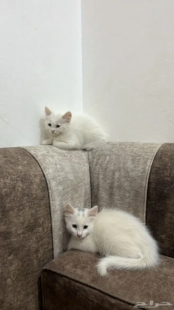 قطط للبيع 1