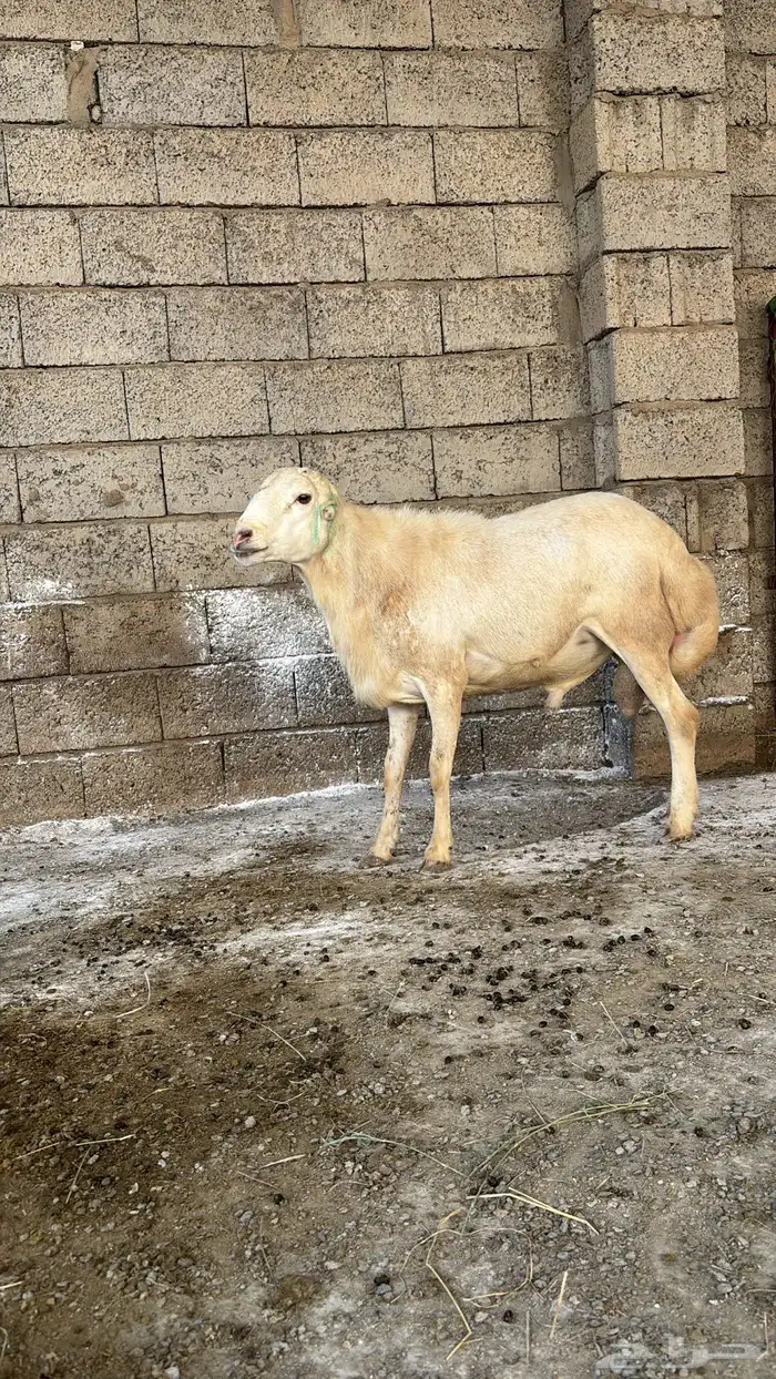 خروف فحل العمر رباع 1
