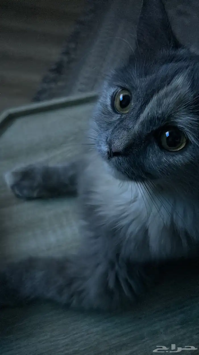 قطه انثى عمرها سنه رمادية 1