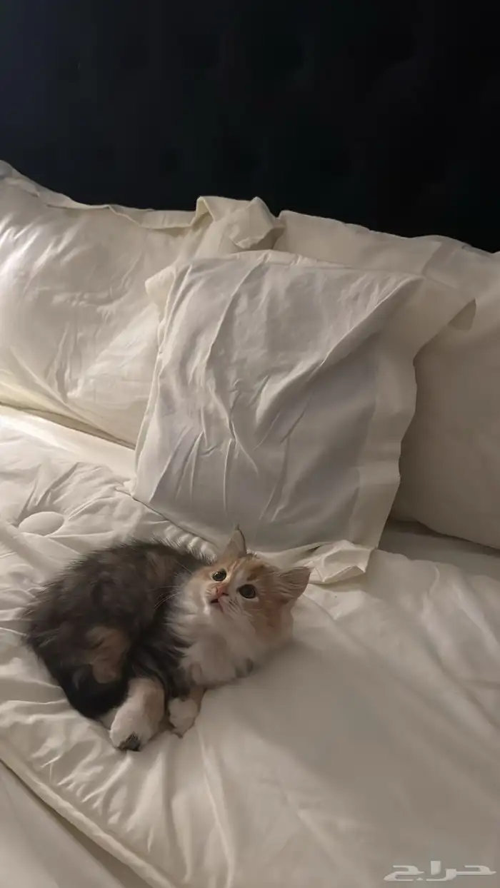 قطو للتبني 1