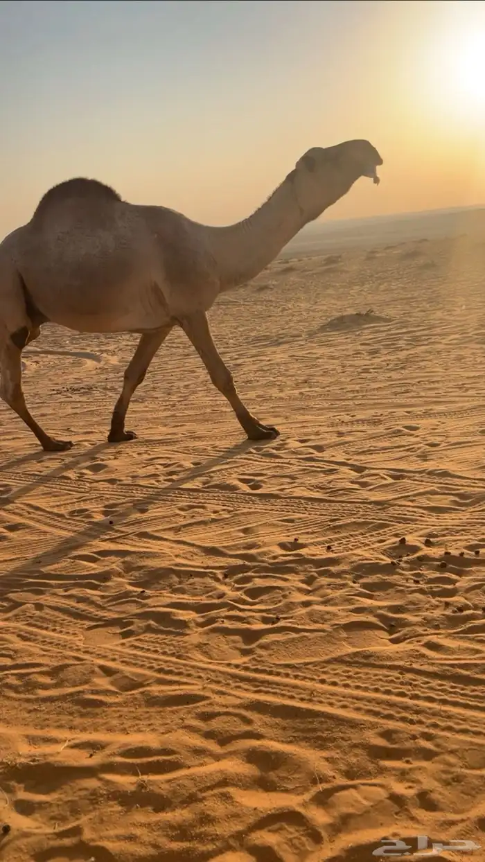 للبيع قعود اشعل على غرنوق منتج 1