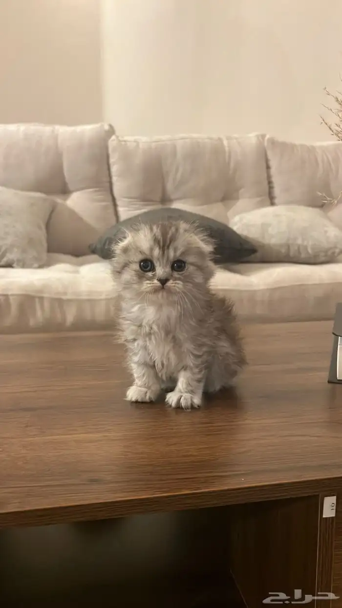 سكوتش بيور 0