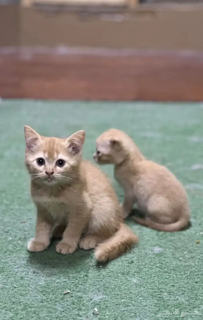 قط للتبني. 0