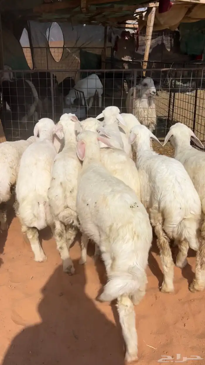 بهم حريات نظيف وبري 4