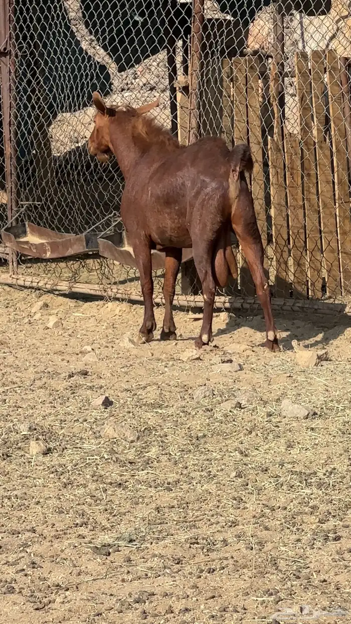 فحل ادهم فاخر 3