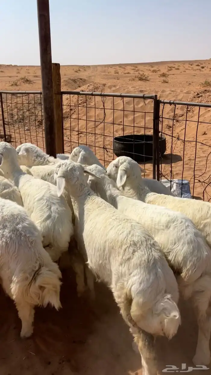 بهم حريات نظيف وبري 6