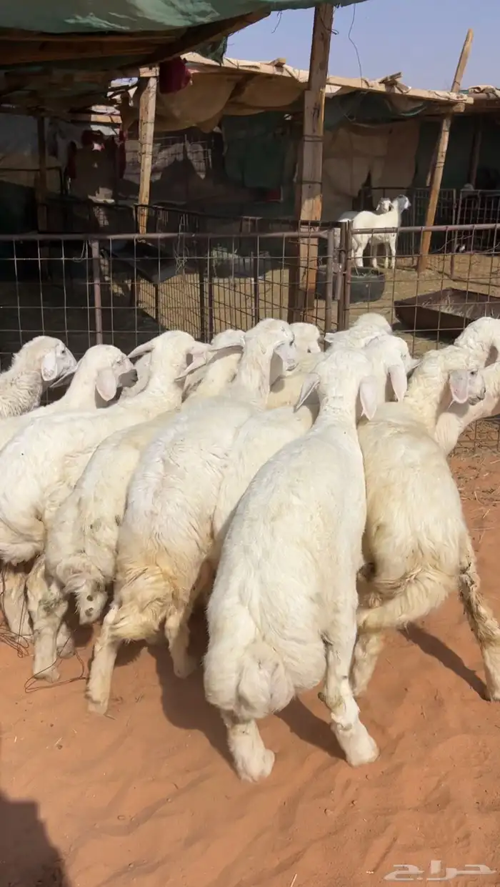 بهم حريات نظيف وبري 1