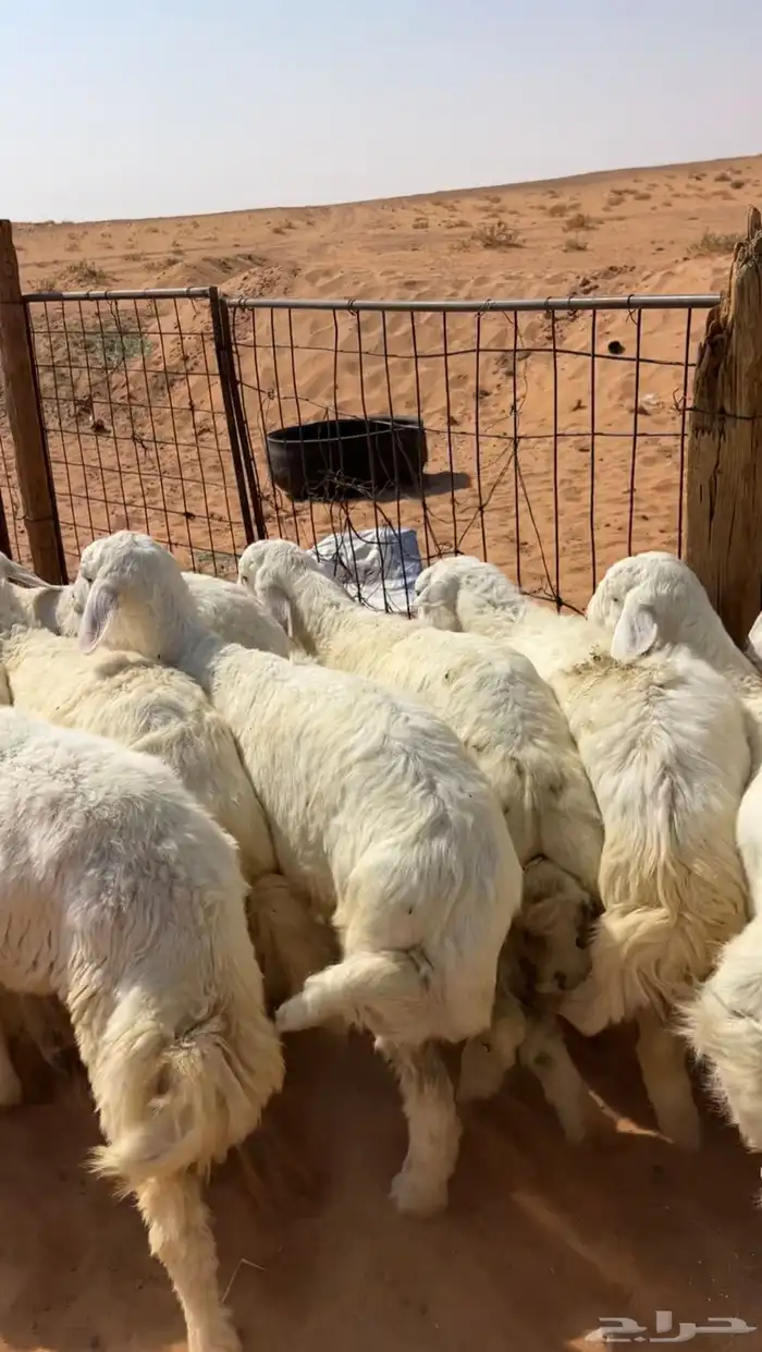 بهم حريات نظيف وبري 7