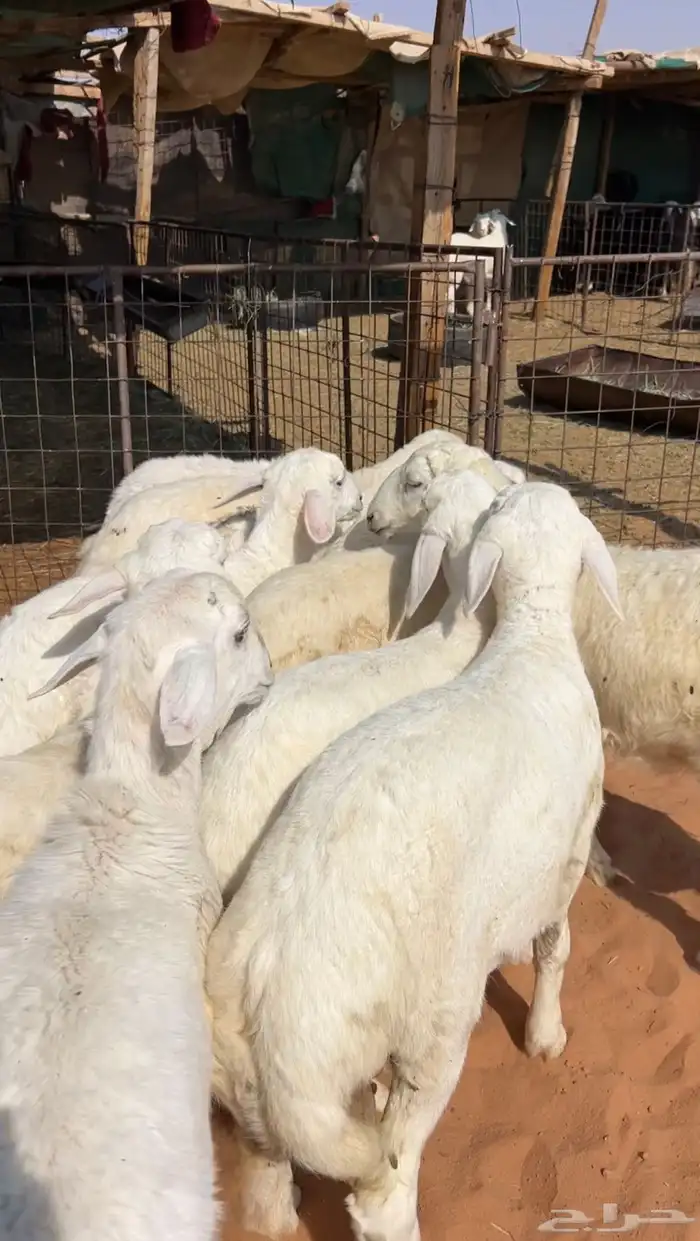 بهم حريات نظيف وبري 0