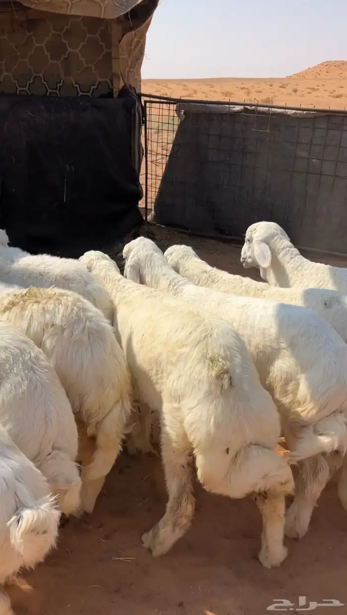 بهم حريات نظيف وبري 3