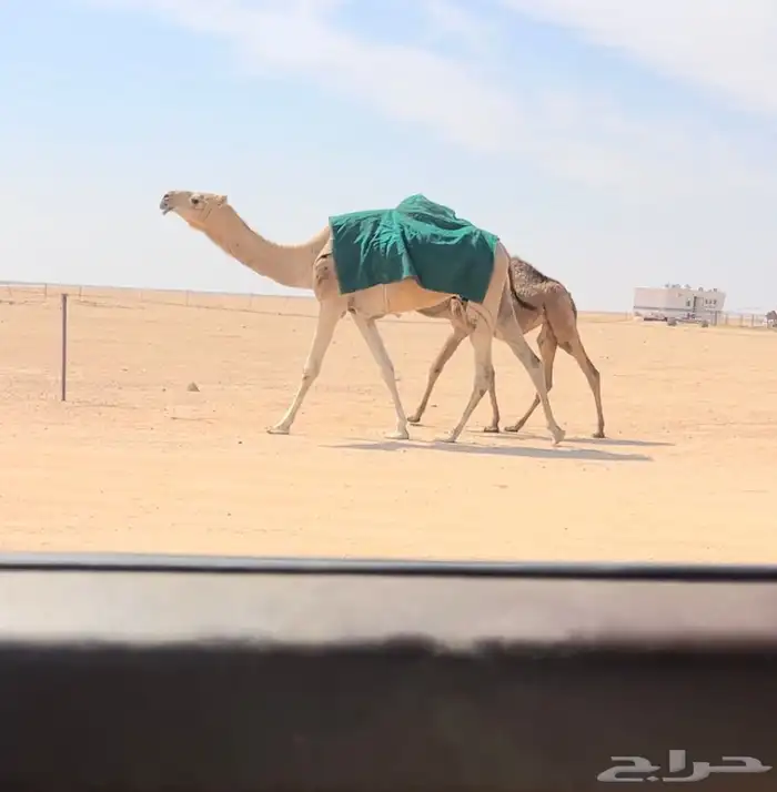 عشرا سنها جذعه حدرها بكره 0