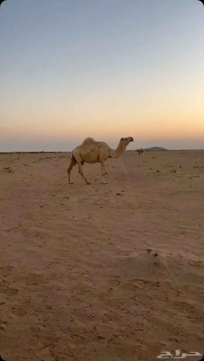 للبيع الناقه الوضحاء لقحه على تمامي سنها شاق 0