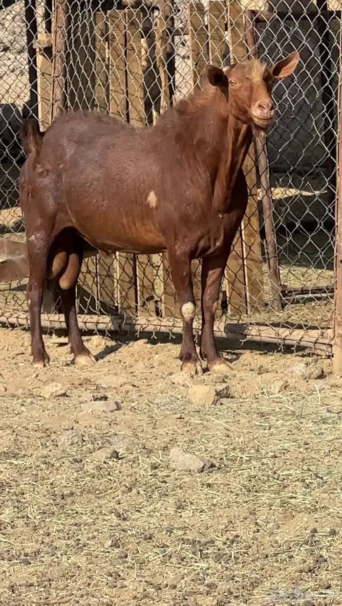 فحل ادهم فاخر 0