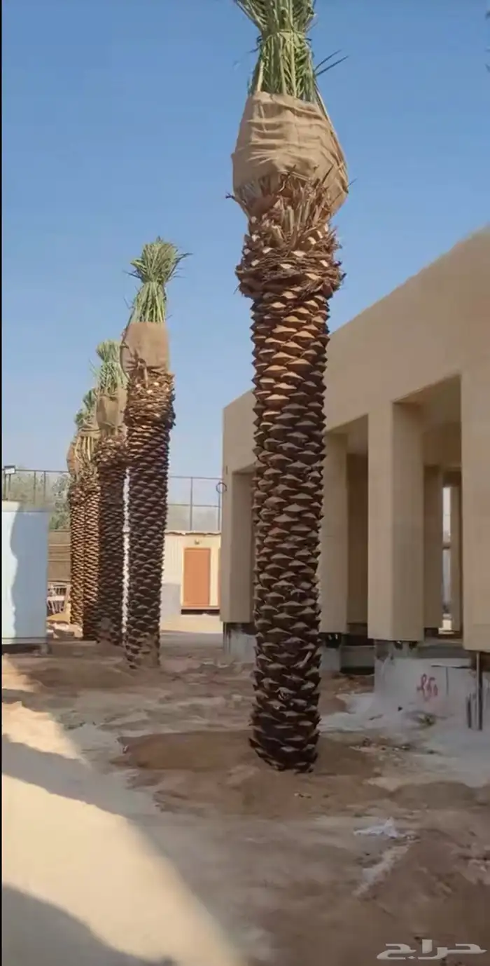 نخيل عربي 0