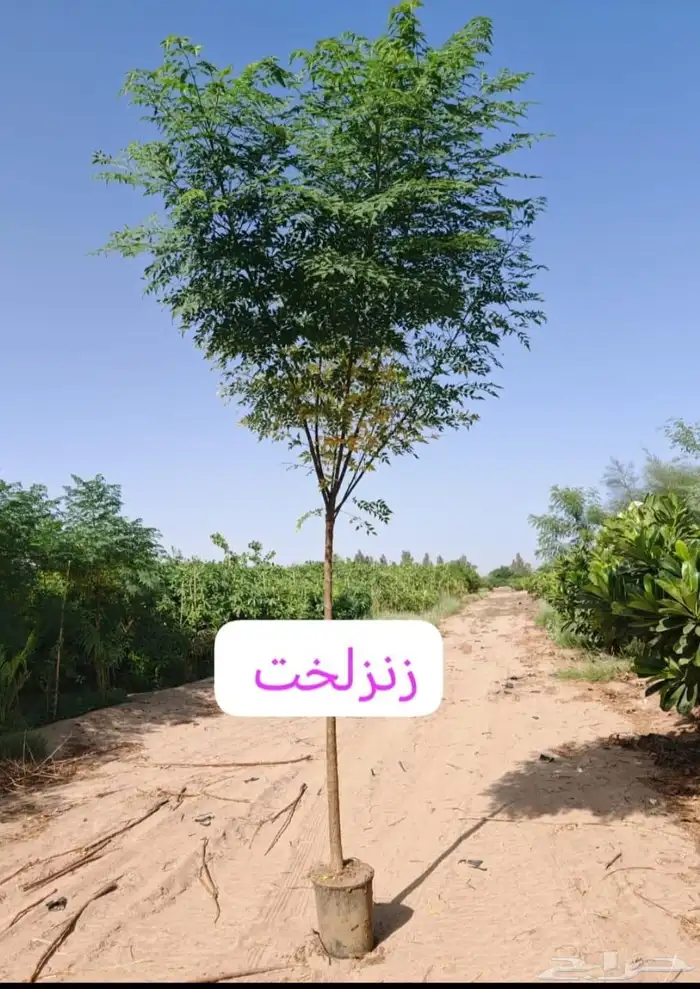 مشاتل الدمام تنسيق حدائق للاشجار السمكات 2