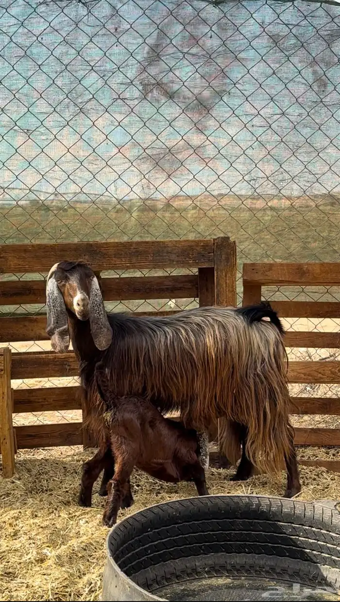 عنزين ولد للبيع 0