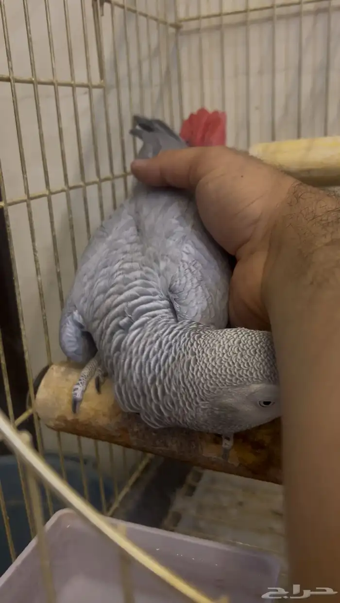 للبيع انثى كاسكو جاهزه 0