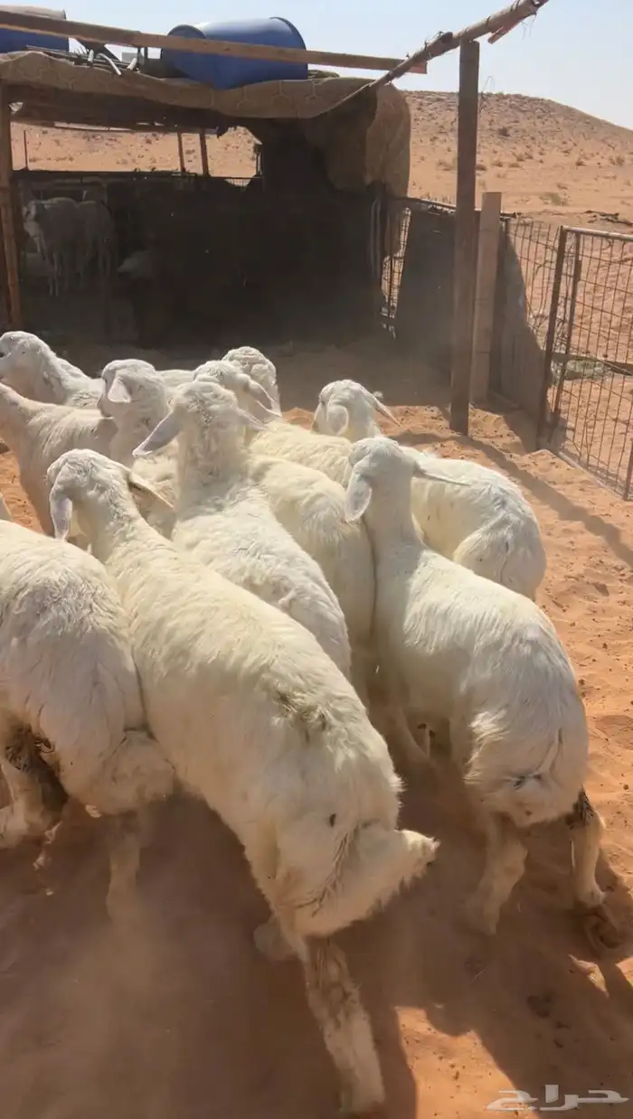 بهم حريات نظيف وبري 8