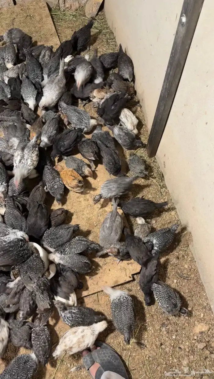 صيصان فيومي دجاج 1