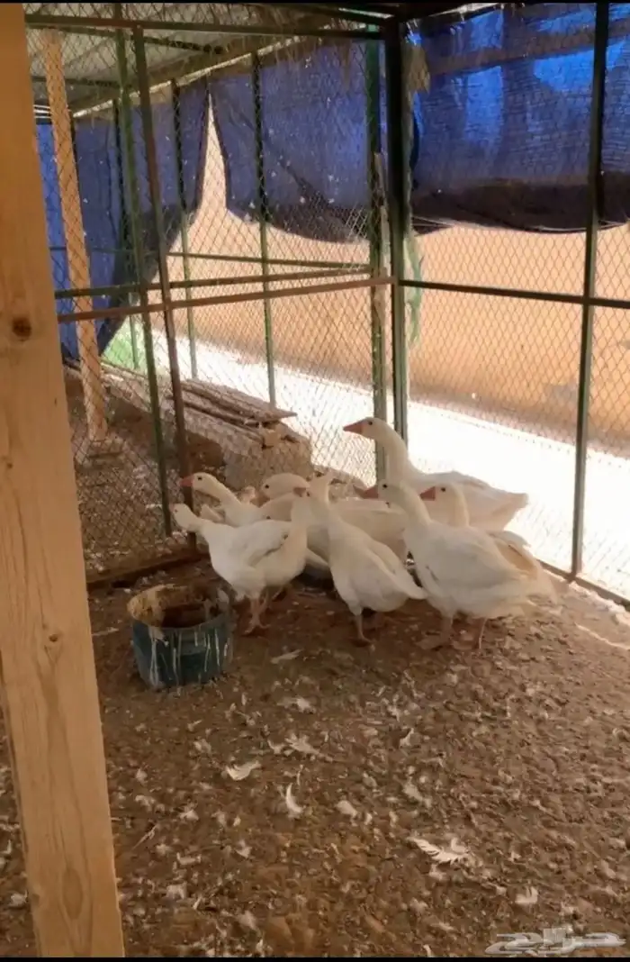 وز كندي ابيض الحبه ب140 1