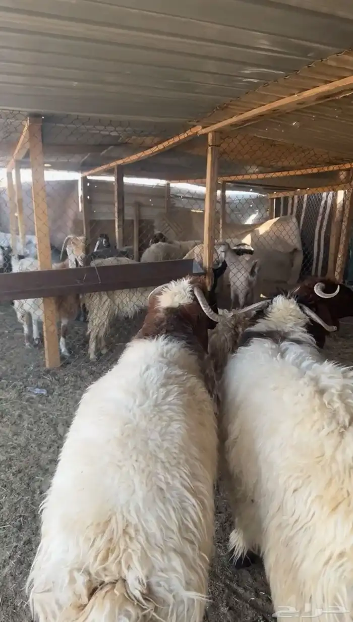 بهم نعيم خرفان جبرة وضهورها فل 0