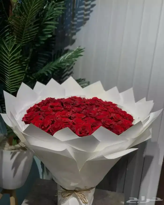 مق هاف مليون ألوان الجديد الوردي 16