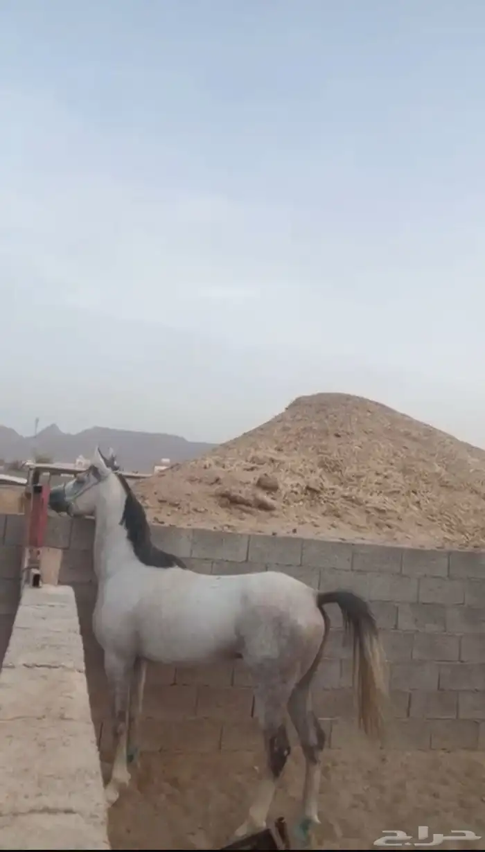 حصان عربي ورق 1