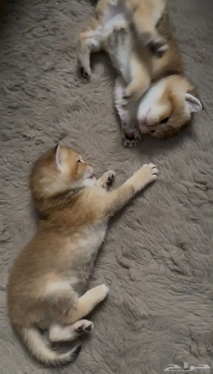 سكوتش تربل فولد 3