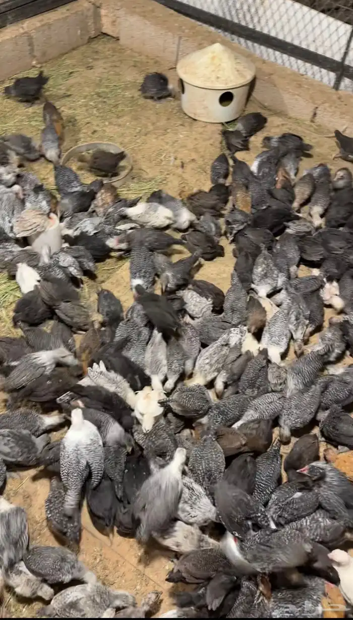 صيصان فيومي دجاج 0