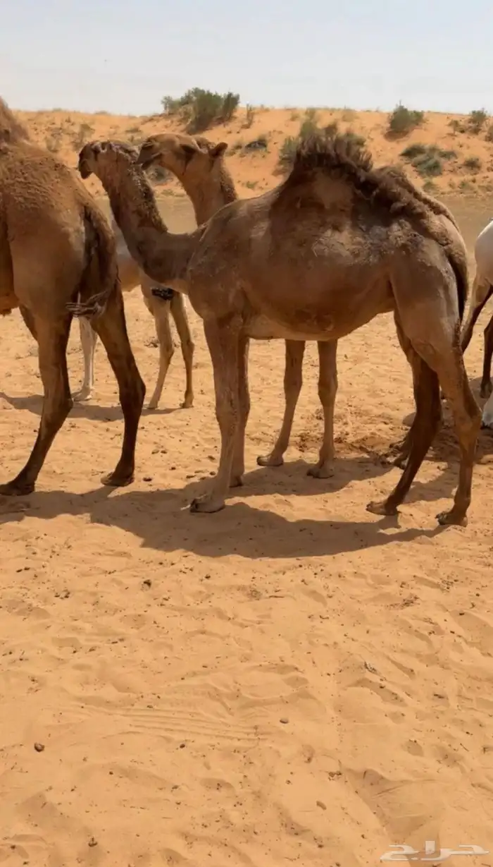 للبيع قعود اشعل على غرنوق منتج 12