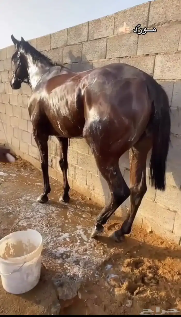 حصان انقلينزي سباق 3