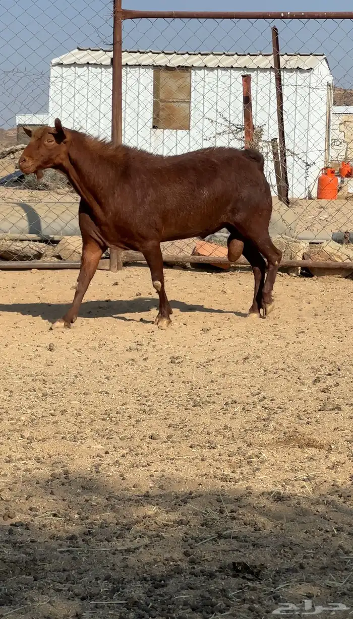 فحل ادهم فاخر 2