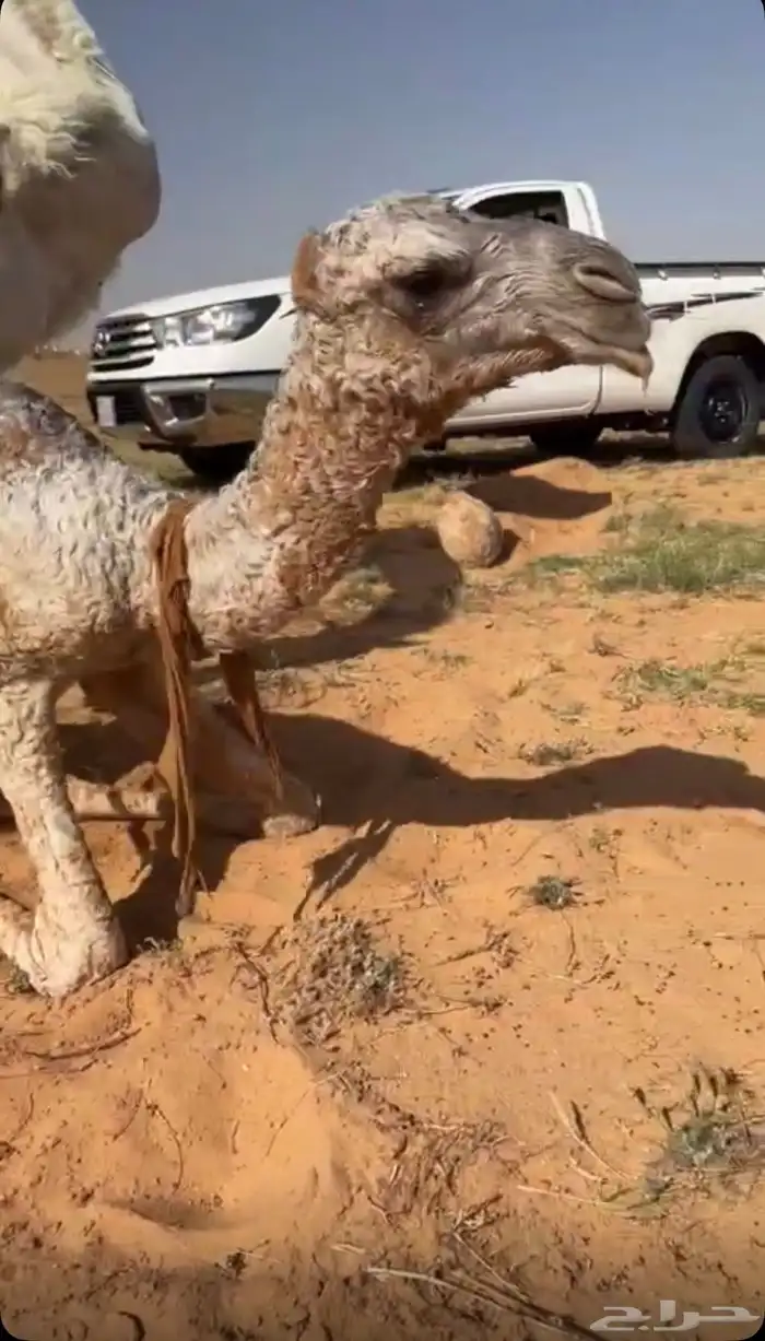 للبيع قعود اشعل على غرنوق منتج 4