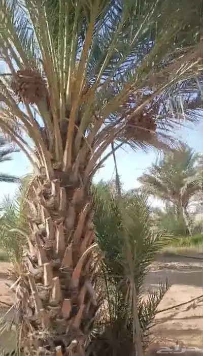 مزرعة قرب جامعة الجوف للايجار 0