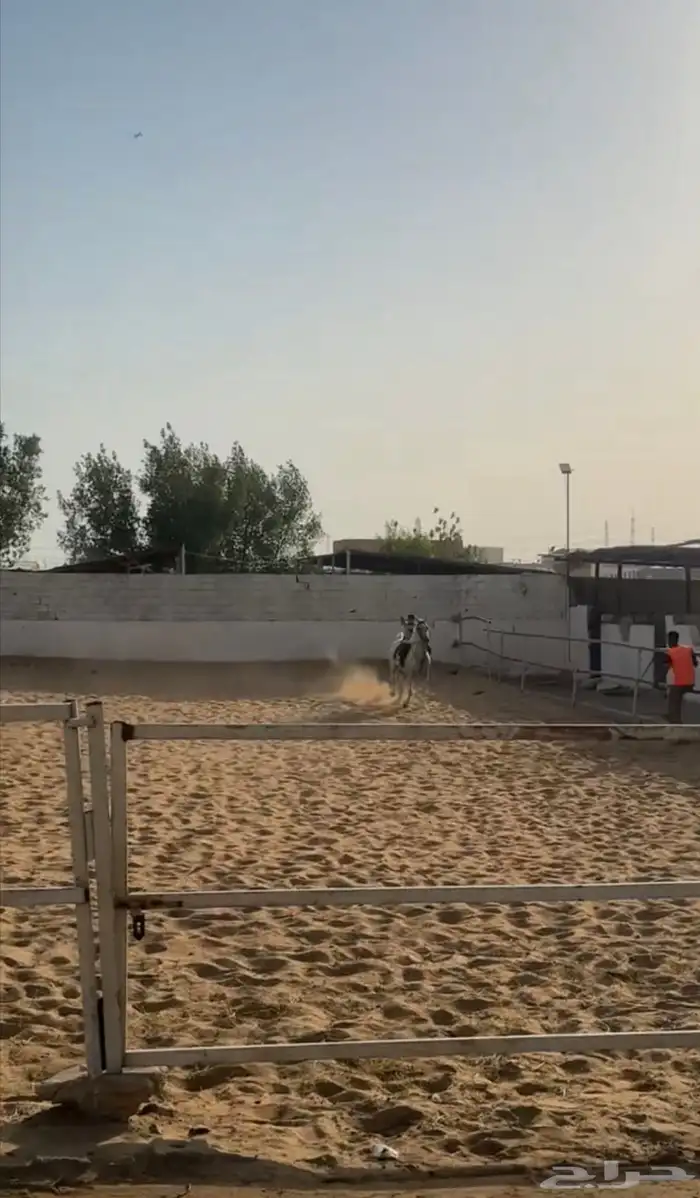 اسطبل النايف 1