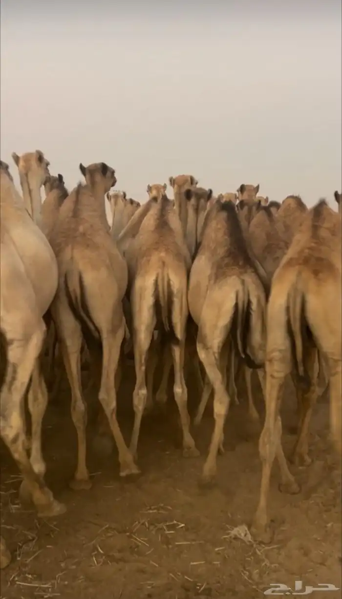 قعدان للبيع 2