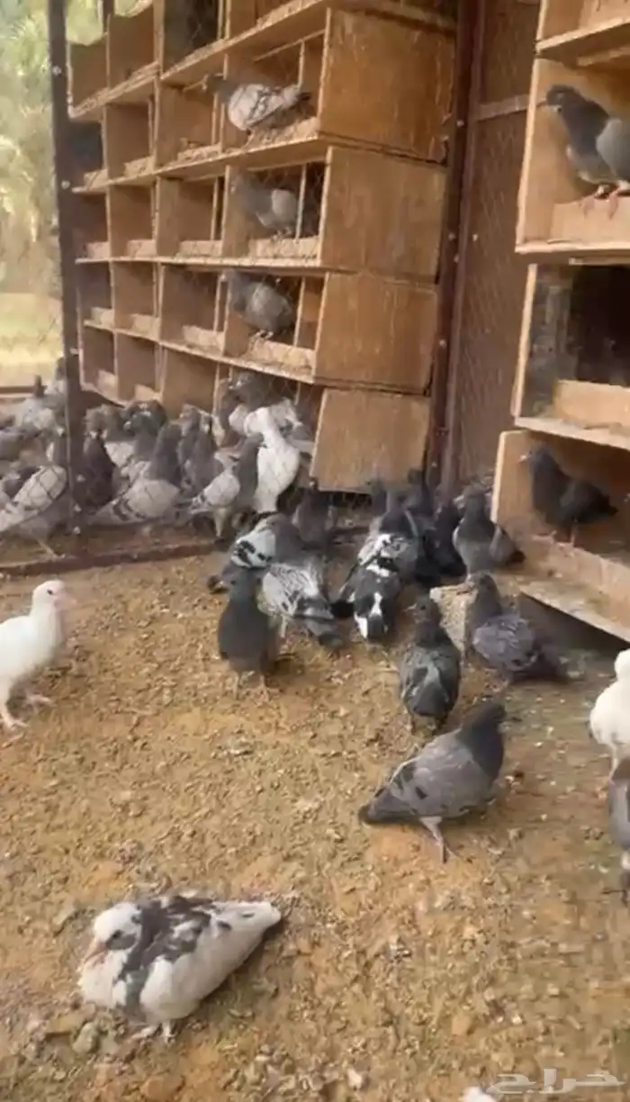 للبيع فروخ زاجل 0