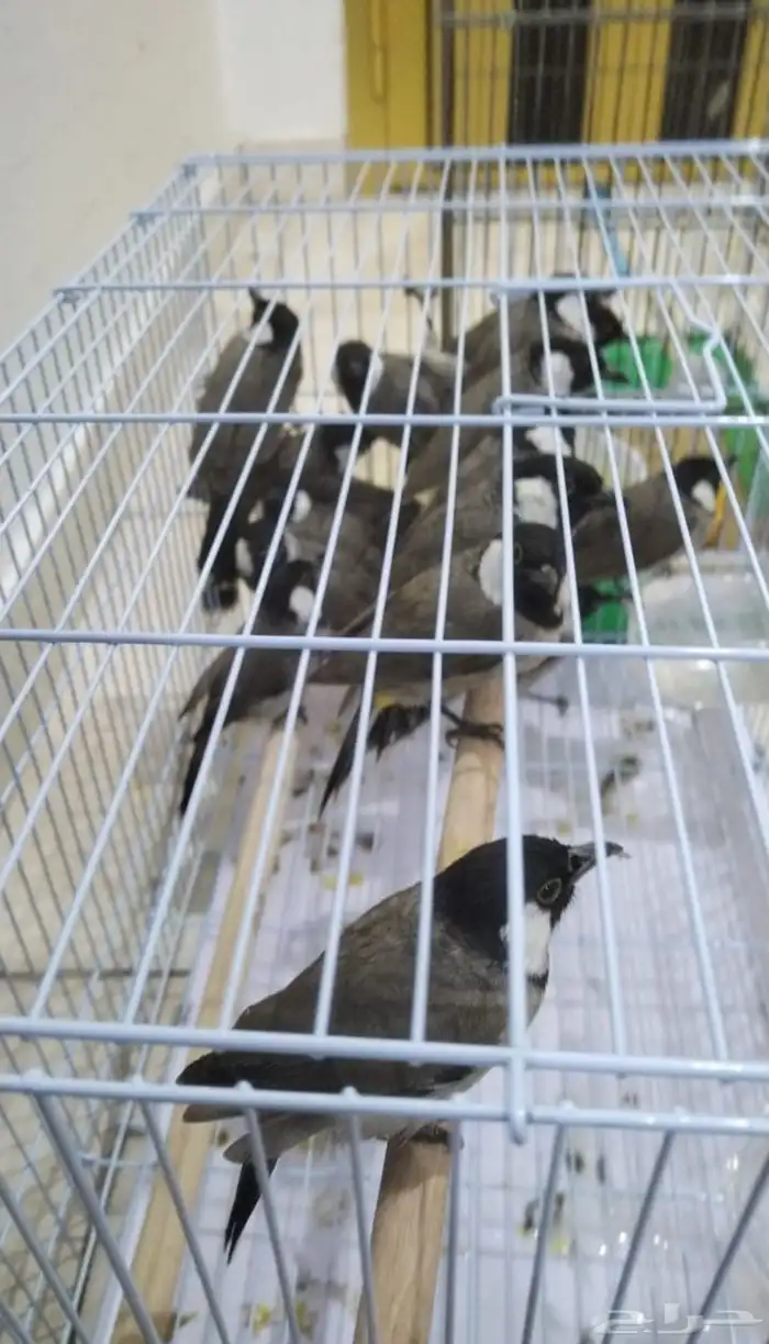 بلابيل صيد للبيع عسوم 0