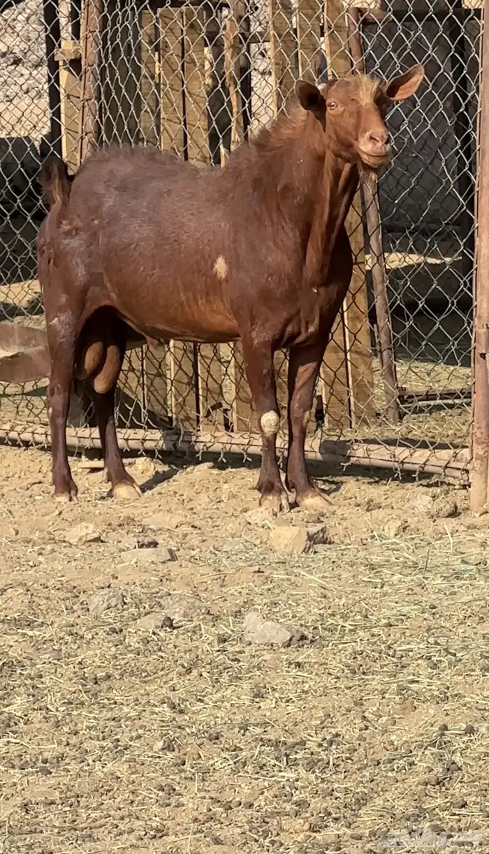 فحل ادهم فاخر 1